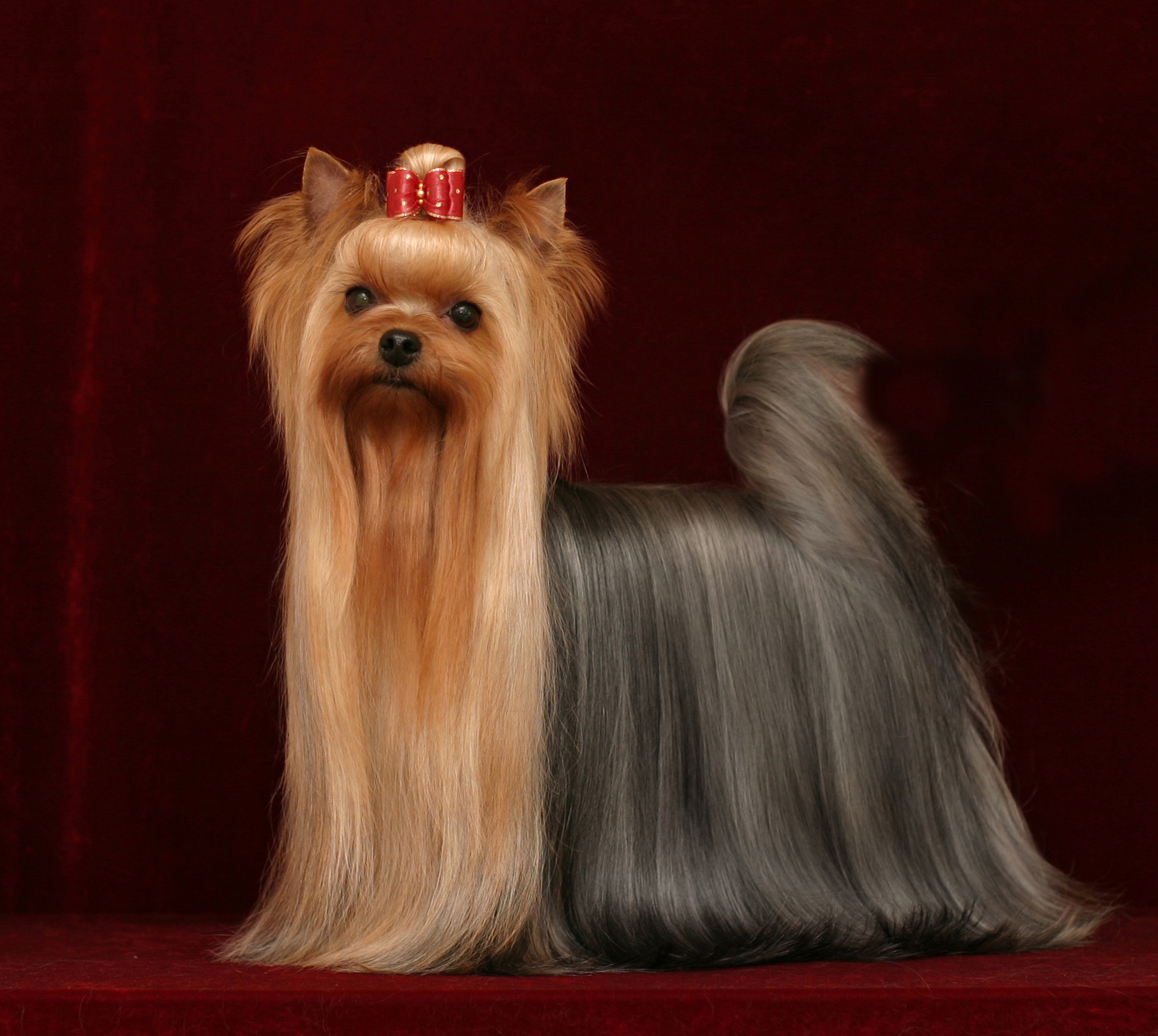 TOY SAVOY DEGREE OF FREEDOM